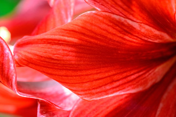 Background Texture Material, close up of red belladonna lily's  Petals.