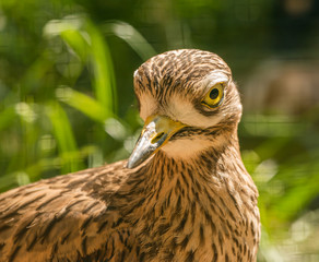 spotted thick knee (burhinus capensis) bird portrait