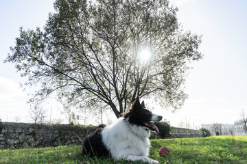 Border Collie dog lying on the grass on a sunny day with a tree background