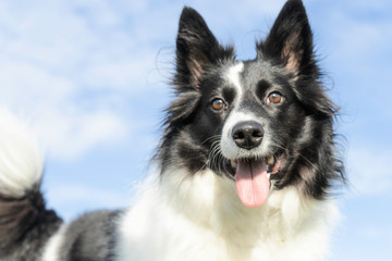 black and white border collie portrait in the sky