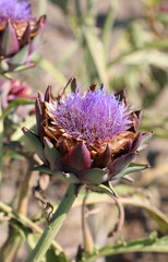 purple artichoke flower grown in a vegetable garden