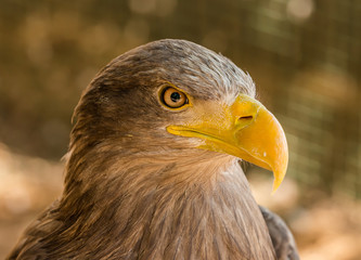 portrait of an brown eagle