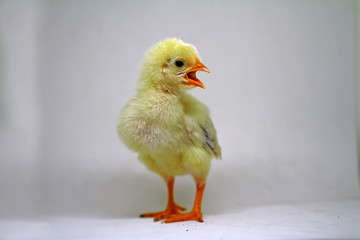 single chicks with white background