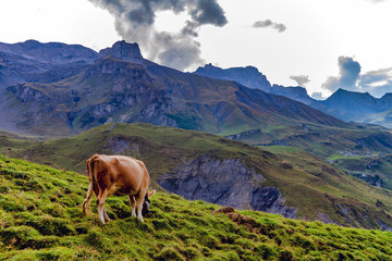 cow in the mountains