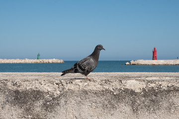 dove pigeon, Italy