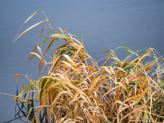 Tall dry grass by the river in winter