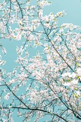 Türaufkleber Hellblau Florale abstrakte Kunst auf türkisfarbenem Hintergrund, Vintage-Kirschblumen als Naturkulisse für luxuriöses Urlaubsdesign