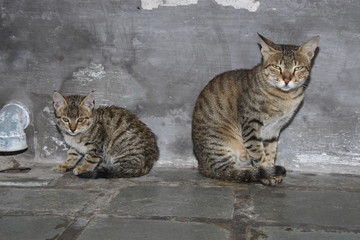 Cat and her little baby sat near the wall in winter