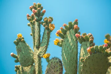 Keuken foto achterwand Cactus nopal cactus met gele bloemen