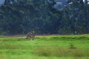 Naklejka na ściany i meble Zebra grazing in a green grassland