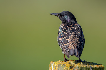 Starling Perched