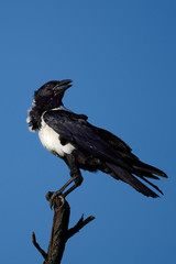 White Breasted Crow sitting on a dead branch looking over his shoulder with a blue sky covering the entire background