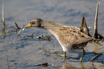 Spotted Crake Wading in Water