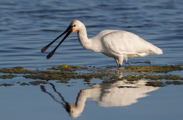 Spoonbill Wading in Water