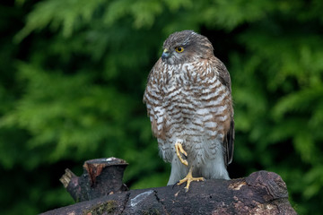 Sparrowhawk Perched
