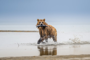 Ruling the landscape, brown bears of Kamchatka (Ursus arctos beringianus)
