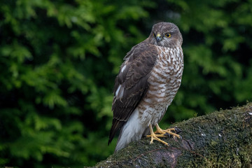 Sparrowhawk Perched