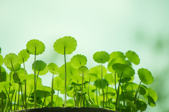 Water Pennywort green plant bright nature fresh background,Hydrocotyle.