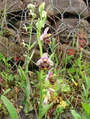Ophrys apifera