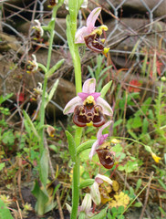 Ophrys apifera