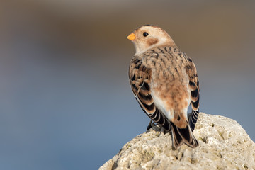 Snow Bunting Perched on Rocks