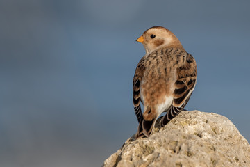 Snow Bunting Perched on Rocks