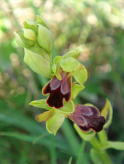 Ophrys fusca