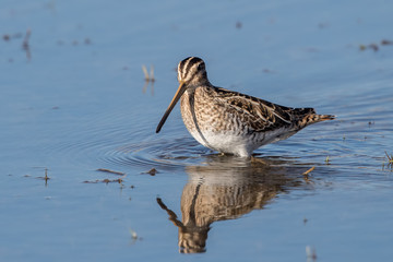 Snipe Wading in Water