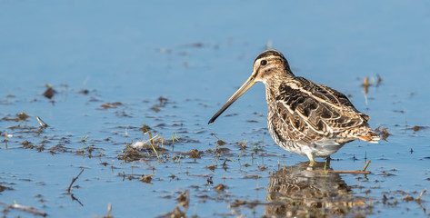 Snipe Wading in Water