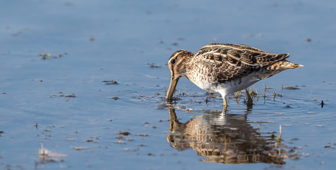 Snipe Wading in Water