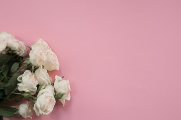 delicate white roses on pink background. postcard