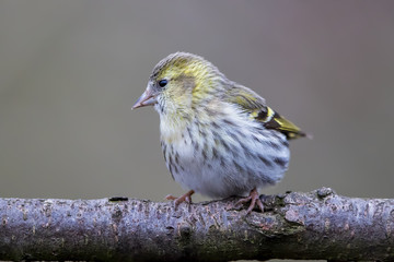 Siskin Perched