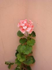 Pelargonium zonale