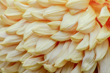 Beautiful detail of petals monochrome chrysanthemum as yellow background picture.