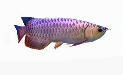 Purple dragon Fish  isolated in white background.