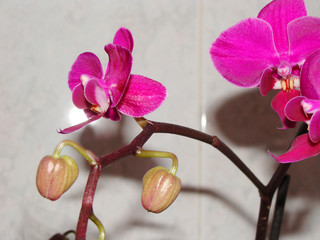 Phalaenopsis
