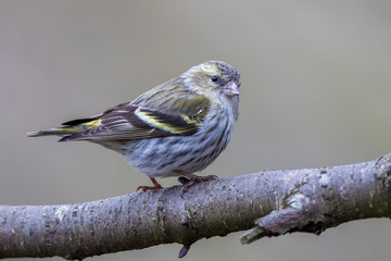 Siskin Perched