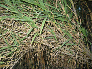 Phragmites australis
