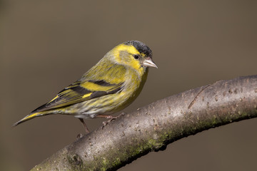 Siskin Perched
