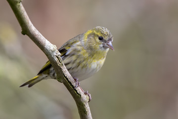 Siskin Perched
