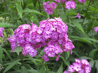 Fototapeta premium purple flowers in the garden