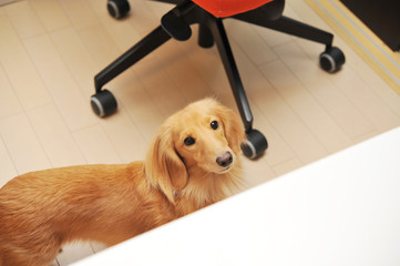 遊びに連れて行ってという犬、ベロニカ