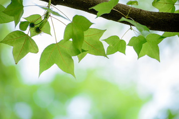 In spring, the green maple leaves  background.Can be used as a border, a frame, and a wallpaper.