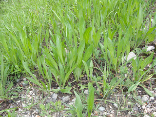 Plantago lanceolata