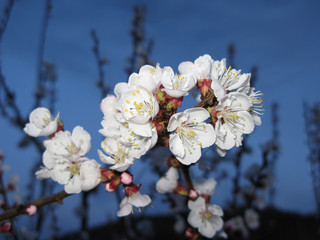 white blossom of Prunus armeniaca