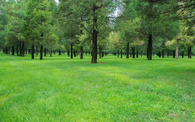 green background of green grass and trees in the park 