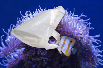 Plastic bag and fish illustrating plastic pollution in the oceans