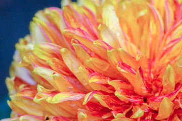 Beautiful detail of petals monochrome chrysanthemum as yellow and orange background picture.