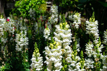 a garden of white snapdragon plants in full bloom found in Marbella, Spain