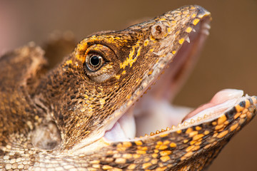 Frilled-neck Lizard